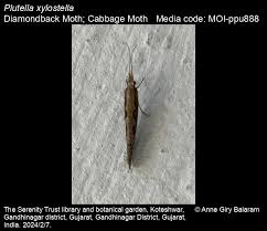 Attēlu rezultāti vaicājumam “Plutella xylostella”