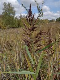 Attēlu rezultāti vaicājumam “Phragmites communis”