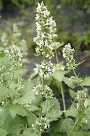 Image result for Nepeta cataria