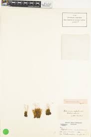 Attēlu rezultāti vaicājumam “Splachnum ampullaceum sporophyte”