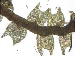 Attēlu rezultāti vaicājumam “Lophozia ascendens”