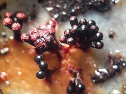 Attēlu rezultāti vaicājumam “Metatrichia vesparia”