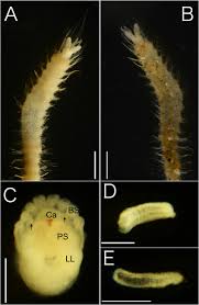 Attēlu rezultāti vaicājumam “Ammophila sp.”