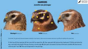 Image result for Ledbury & District Harriers