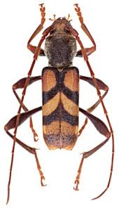 Attēlu rezultāti vaicājumam “Criocephalus rusticus”