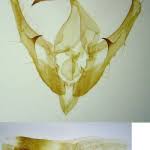 Attēlu rezultāti vaicājumam “Syngrapha interrogationis”