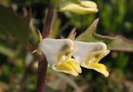 Attēlu rezultāti vaicājumam “Melampyrum cristatum flower”