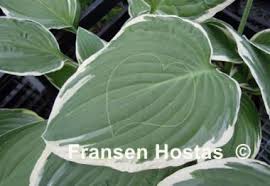 Image result for Hosta fortunei albomarginata