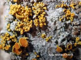 Attēlu rezultāti vaicājumam “Xanthoria polycarpa”