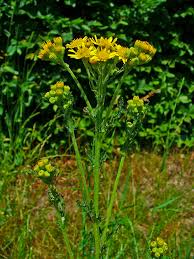 Attēlu rezultāti vaicājumam “Jacobaea vulgaris”