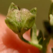 Attēlu rezultāti vaicājumam “Veronica beccabunga bud”