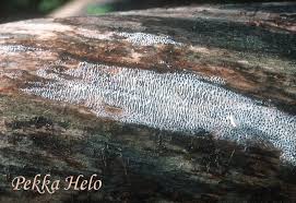 Attēlu rezultāti vaicājumam “Antrodia macra”