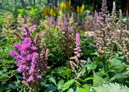 Attēlu rezultāti vaicājumam “Lycogala persicum young”