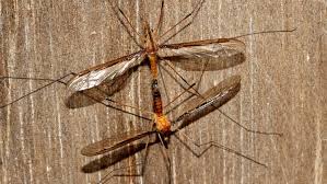 Attēlu rezultāti vaicājumam “Tipulidae”