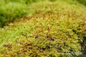 Attēlu rezultāti vaicājumam “Hypnum cupressiforme”