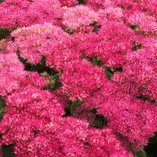 Image result for Chrysanthemum spectabile
