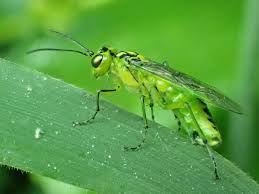 Attēlu rezultāti vaicājumam “Euura pedunculi”