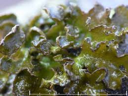 Attēlu rezultāti vaicājumam “Cetraria sepincola”