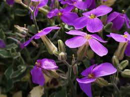 Attēlu rezultāti vaicājumam “Aubrieta deltoidea flower”