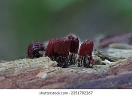 Attēlu rezultāti vaicājumam “Stemonitopsis typhina young”