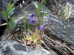 Attēlu rezultāti vaicājumam “Pinguicula vulgaris”