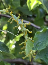 Attēlu rezultāti vaicājumam “Pristiphora maesta larva”