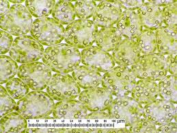 Attēlu rezultāti vaicājumam “Plagiochila porelloides”