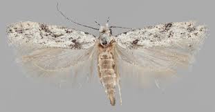 Attēlu rezultāti vaicājumam “Carpatolechia alburnella”