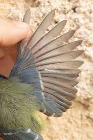 Attēlu rezultāti vaicājumam “Cyanistes caeruleus juvenile”