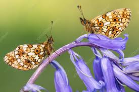 Attēlu rezultāti vaicājumam “Clossiana selene underside”