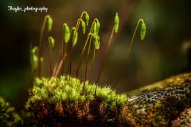 Attēlu rezultāti vaicājumam “Mnium marginatum”