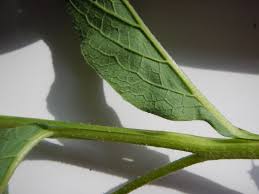 Attēlu rezultāti vaicājumam “Symphytum asperum leaf”