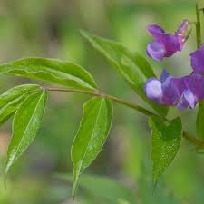 Attēlu rezultāti vaicājumam “Lathyrus vernus”