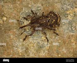 Attēlu rezultāti vaicājumam “Pissodes piniphilus”