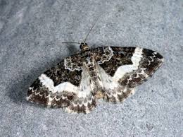 Attēlu rezultāti vaicājumam “Euphyia unangulata”