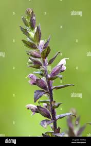 Attēlu rezultāti vaicājumam “Odontites vulgaris flower”