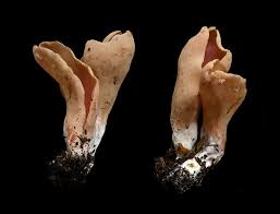 Attēlu rezultāti vaicājumam “Otidea onotica”