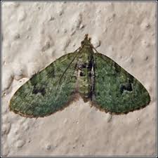 Attēlu rezultāti vaicājumam “Chloroclystis v-ata”