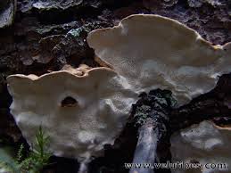 Attēlu rezultāti vaicājumam “Heterobasidion parviporum”