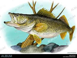 Image result for Sander vitreus