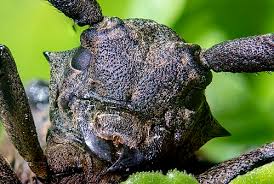 Attēlu rezultāti vaicājumam “Lamia textor”