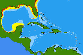 Image result for Hypanus sabinus