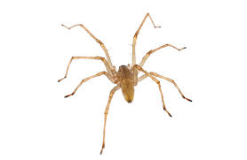 Attēlu rezultāti vaicājumam “Cheiracanthium sp. male”