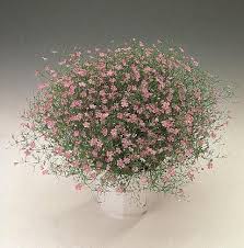 Attēlu rezultāti vaicājumam “Gypsophila muralis”