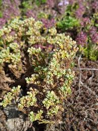 Attēlu rezultāti vaicājumam “Scleranthus perennis bud”