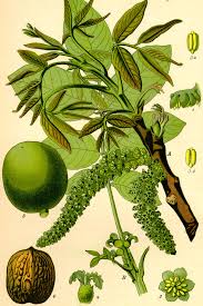 Attēlu rezultāti vaicājumam “Juglans”