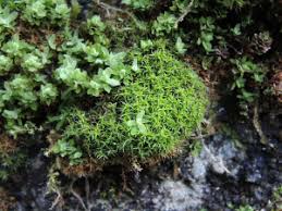 Attēlu rezultāti vaicājumam “Didymodon rigidulus sporophyte”