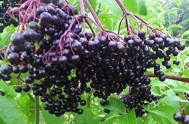 Attēlu rezultāti vaicājumam “Sambucus nigra fruit”