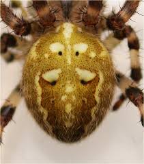 Attēlu rezultāti vaicājumam “Araneus quadratus male”