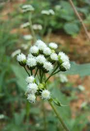 Image result for Ageratum conyzoides